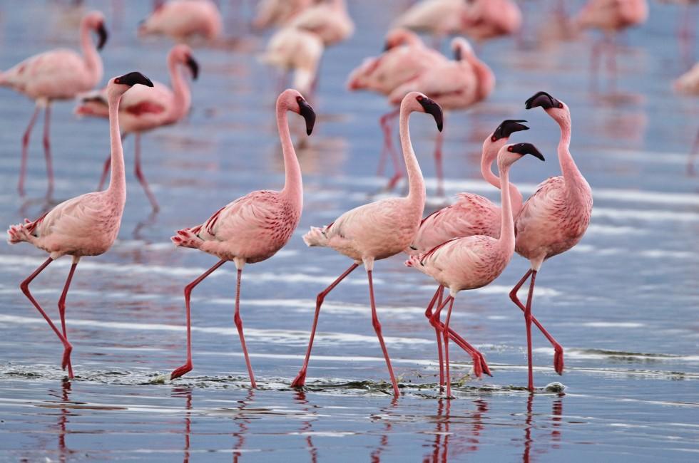 Lesser flamingos congregate by the thousands in the shallow alkaline waters of lake Nakuru in Lake Nakuru National Park, Kenya.