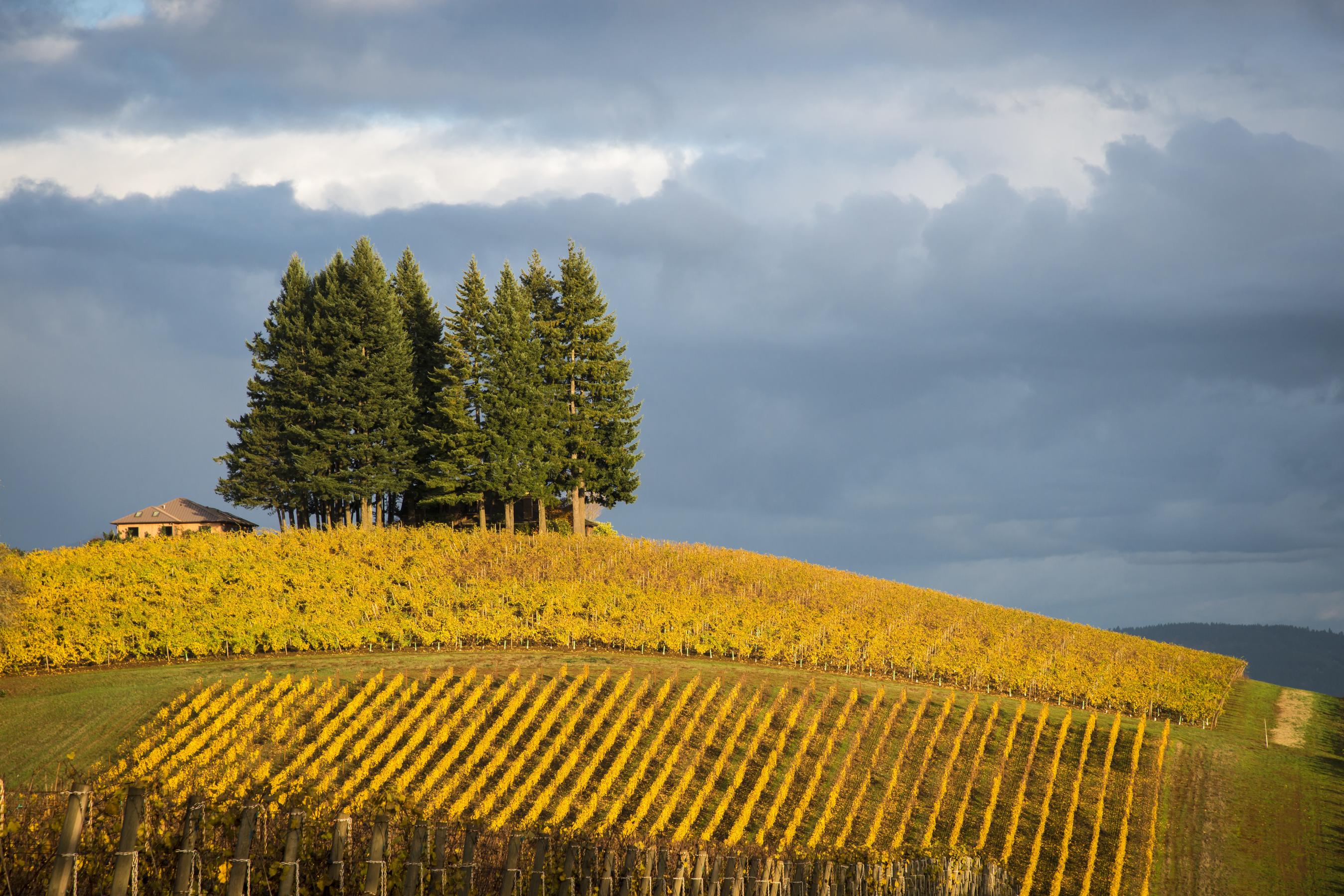 The Willamette Valley and Wine Country