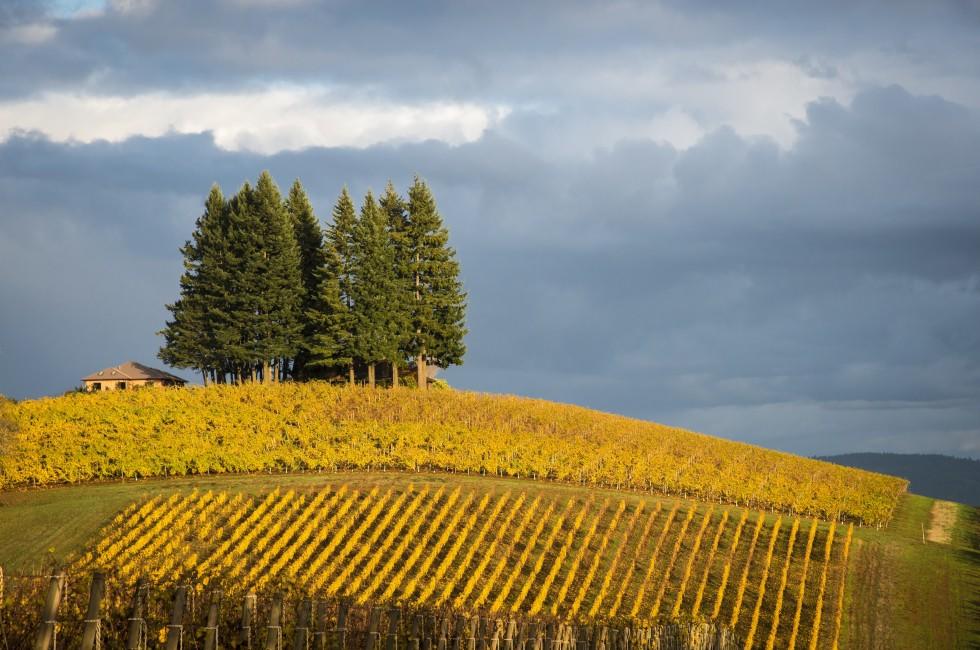Changing vineyard leaves in fall, Willamette Valley, Oregon.