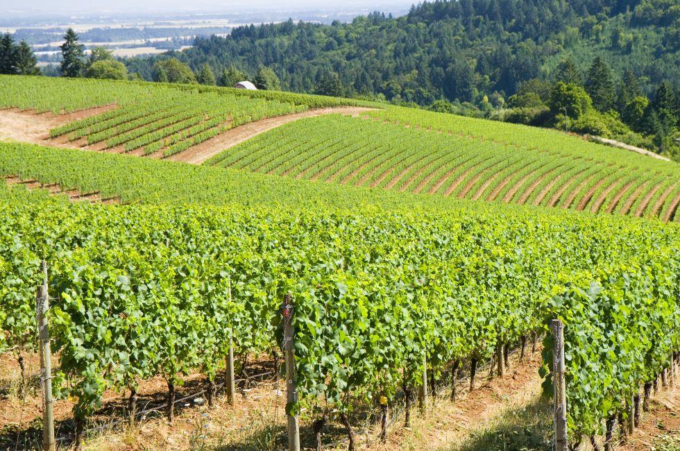 These are grape vines growing in the dundee hills, oregon.