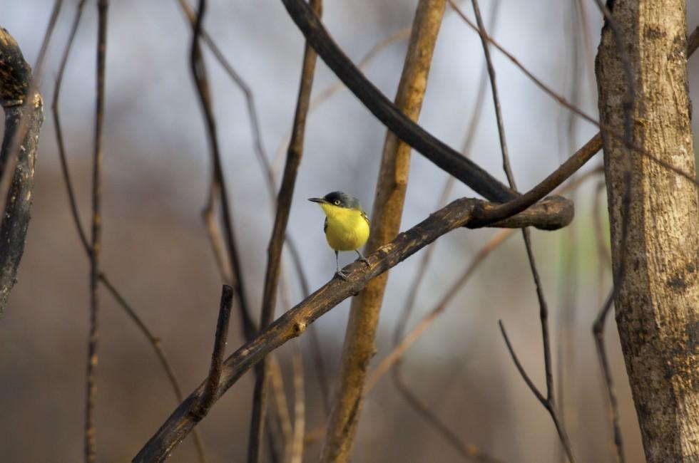 small yellow bird. POCONE, MATO GROSSO, BRAZIL.