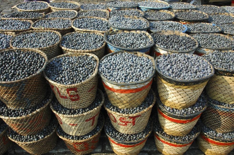 Acai, the small superfruit from the brazilian amazon, very rich in naturally nutrients and antioxidants.;