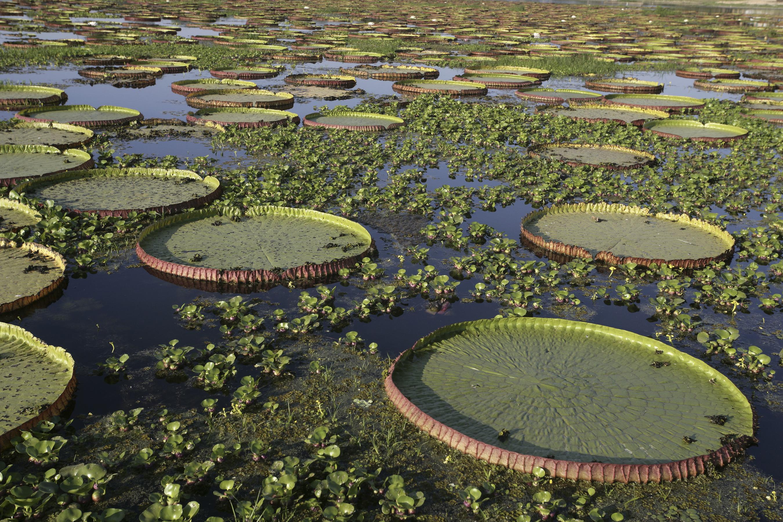 The Amazon