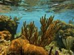 Belize Barrier Reef Corals.