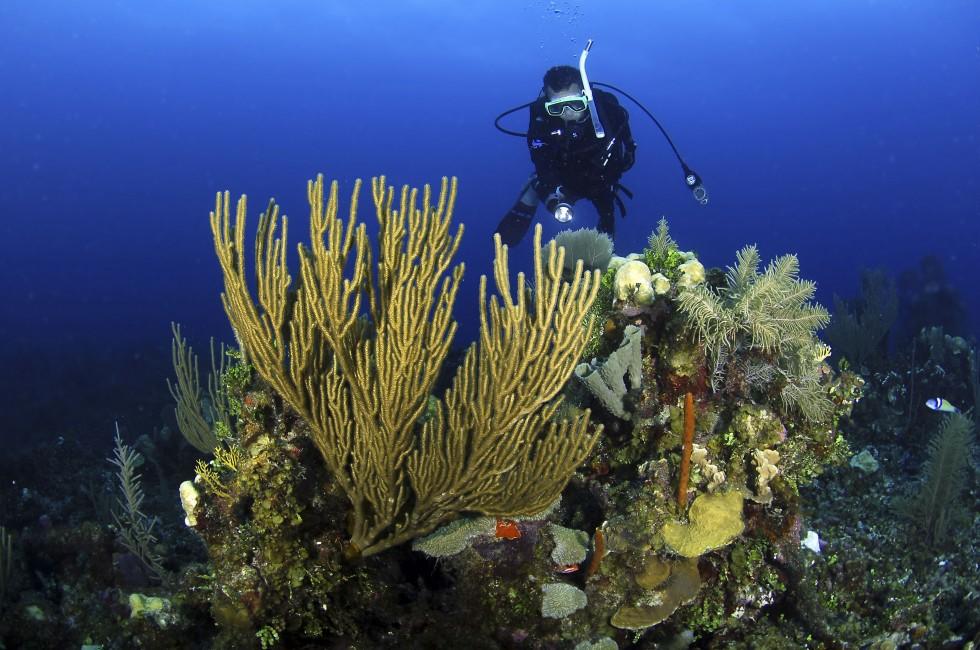 Diver at the Belize barrier reef.