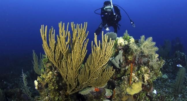 Diver at the Belize barrier reef.