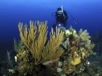 Diver at the Belize barrier reef.