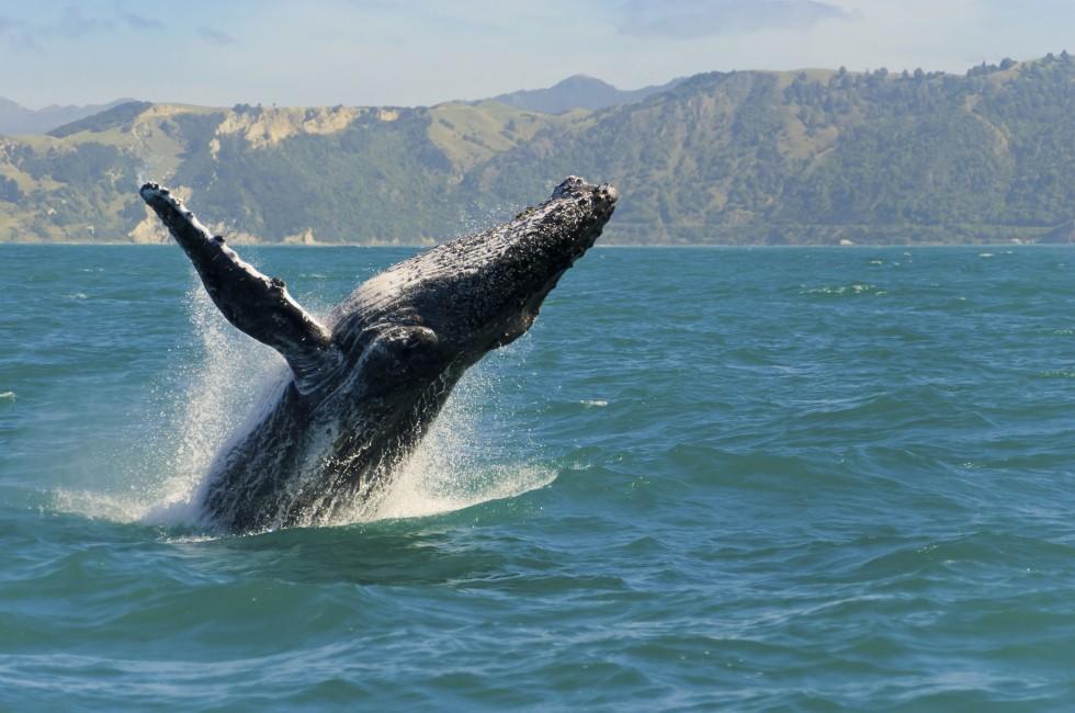 Massive humpback whale playing in water captured from Whale watching boat in K 
