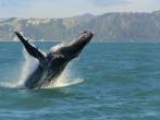 Massive humpback whale playing in water captured from Whale watching boat in K 