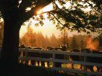 Cows, Sunset, East Burke, Northern Vermont, Vermont, USA