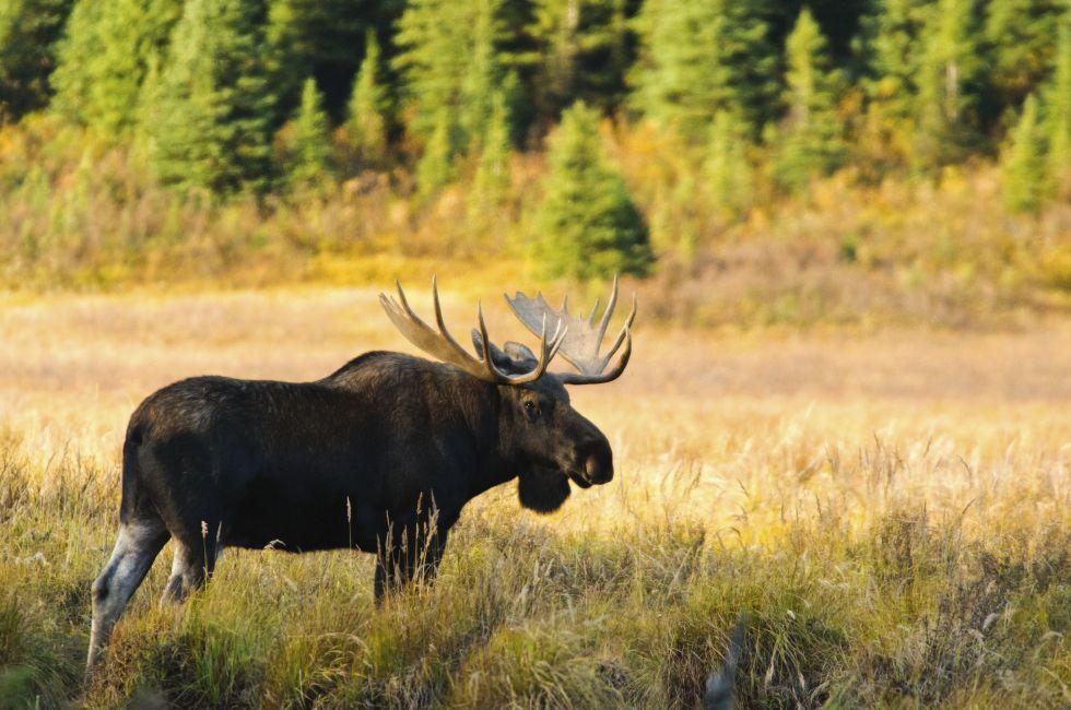 Wild Bull Moose in autumn, Spray Valley Provincial Park in Kananaskis Country Alberta Canada; Shutterstock ID 63274810; Project/Title: 10 Photography Safaris Worth Taking; Downloader: Melanie Marin
