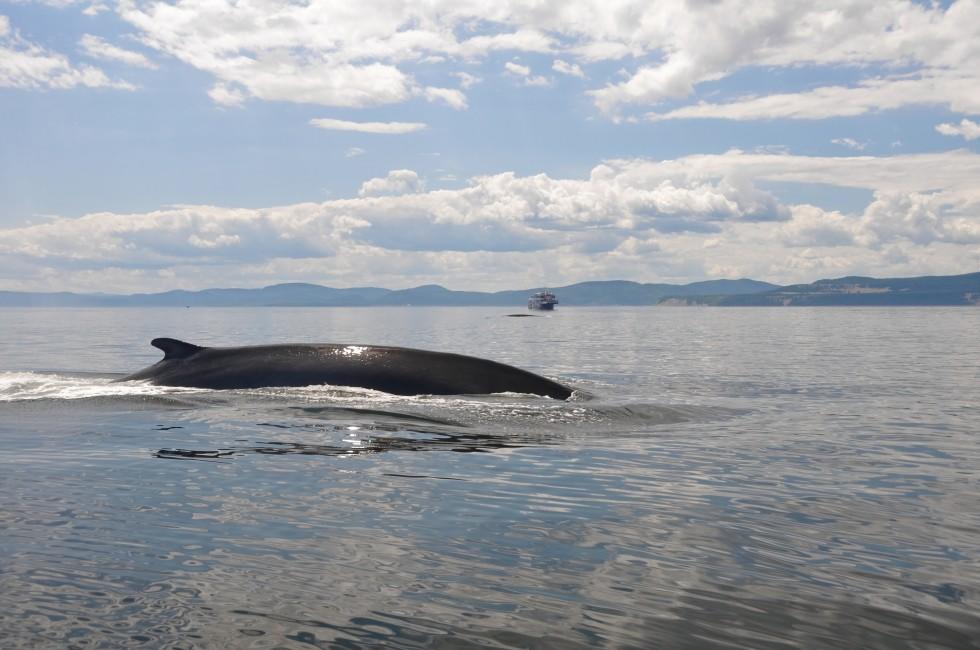 Fin whale, St Lawrence river, Quebec (Canada); 