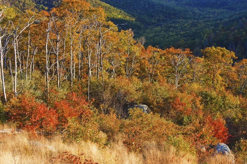 Autumn landscape with mountains in Shenandoah National park