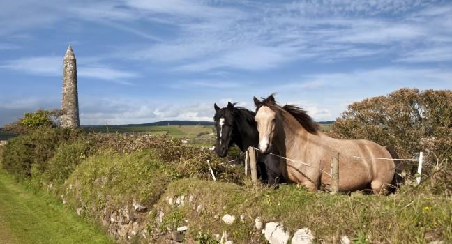 two Irish horses and ancient round tower in the beautiful Ardmore countryside of county Waterford Ireland; 