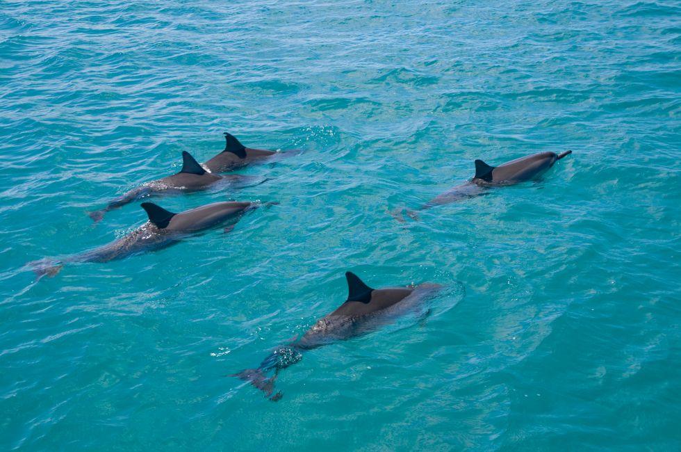 A pod of wild Spinner Dolphins observed on the West coast of Oahu.