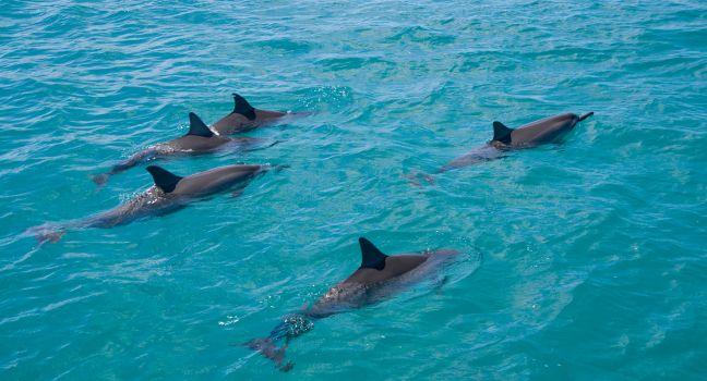 A pod of wild Spinner Dolphins observed on the West coast of Oahu.