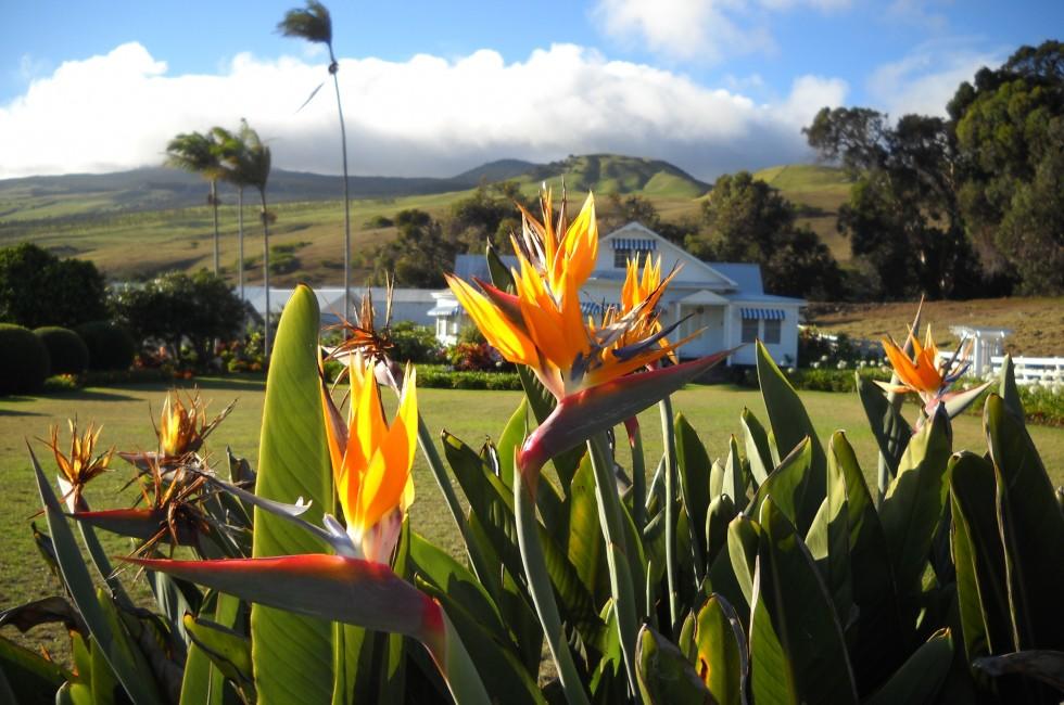 Anna Ranch, Kamuela, Hawaii 189/365. A historic landmark with beautiful gardens. 