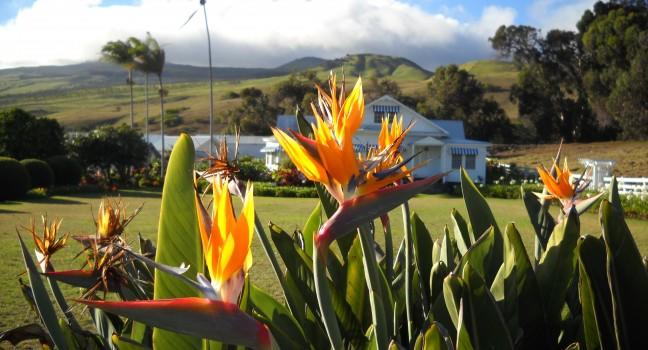 Anna Ranch, Kamuela, Hawaii 189/365. A historic landmark with beautiful gardens. 