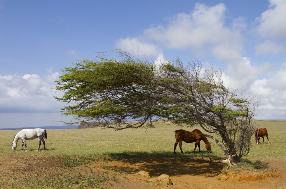Horses at South Point graving around a wind blown tree.