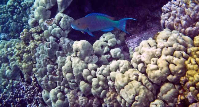 A parrotfish navigates the coral in Hawaii's Kealakekua Bay.