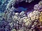 A parrotfish navigates the coral in Hawaii's Kealakekua Bay.