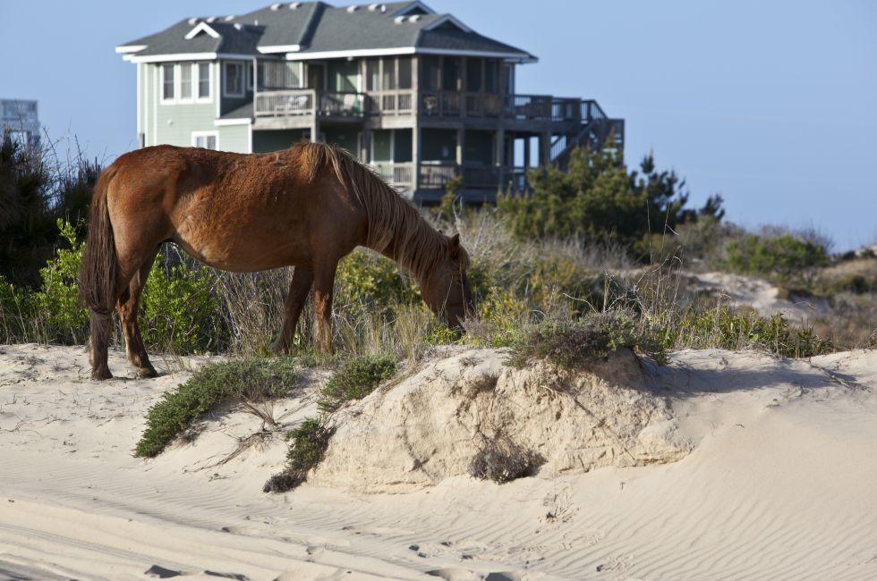 Wild horses graze in the protected northern tip of the Outer Banks in Corolla, North Carolina among the houses.