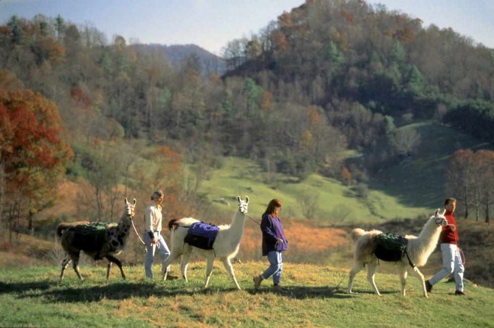 Smokies, North Carolina
