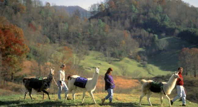 Smokies, North Carolina