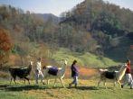 Smokies, North Carolina