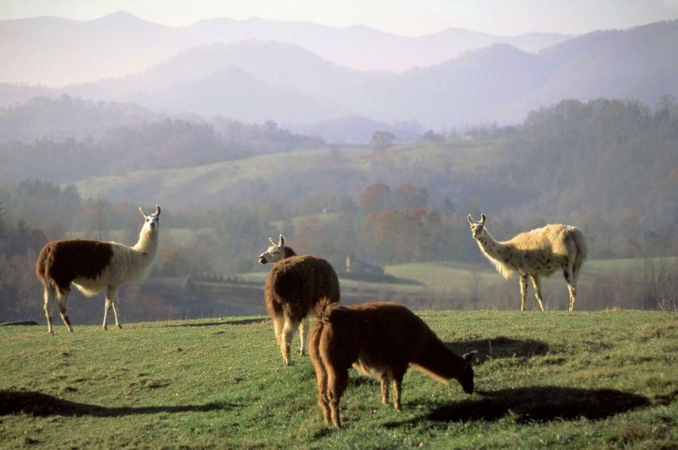 Smokies, North Carolina