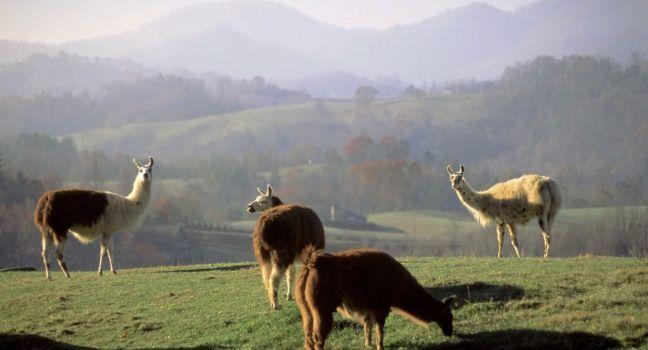 Smokies, North Carolina