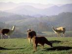Smokies, North Carolina