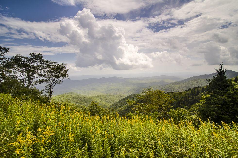 Goldenrod Landscape Blue Ridge Parkway North Carolina