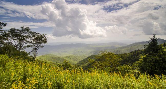 Goldenrod Landscape Blue Ridge Parkway North Carolina