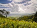 Goldenrod Landscape Blue Ridge Parkway North Carolina