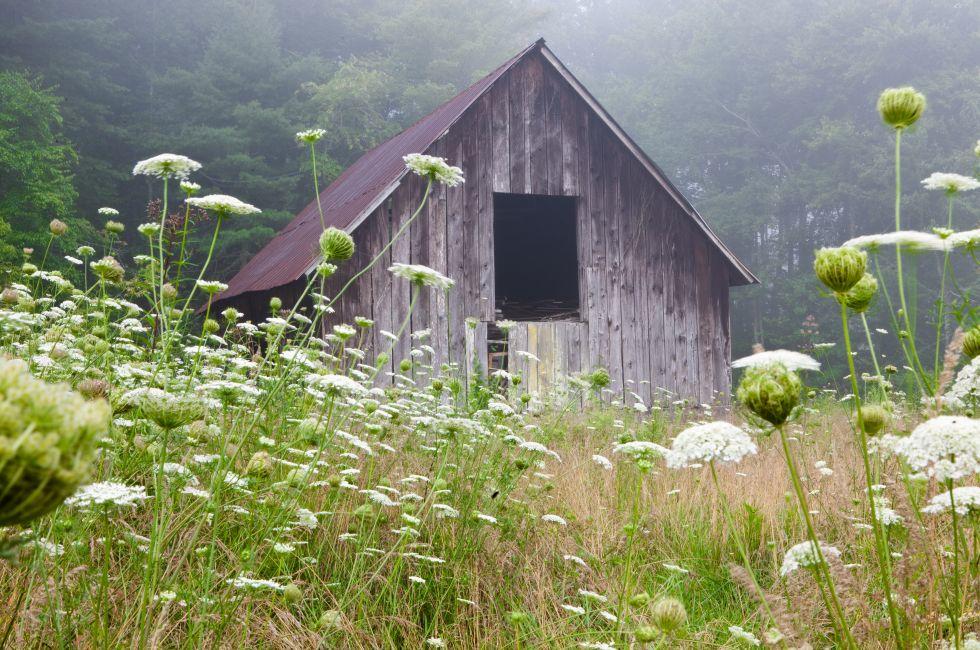 Old barn in field of Queen Anne's lace in Brevard, North Carolina on an early misty morning.