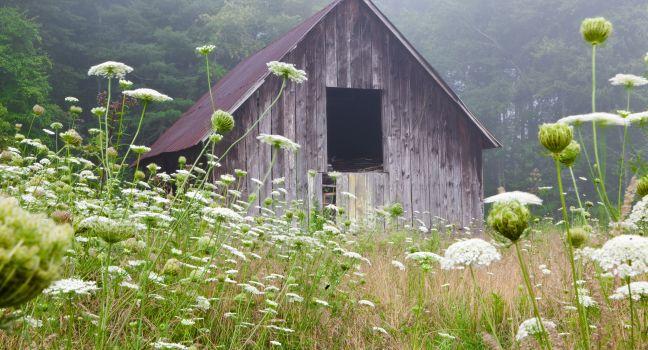 Old barn in field of Queen Anne's lace in Brevard, North Carolina on an early misty morning.