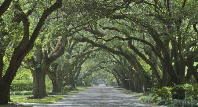 Oak canopied South Boundary Street in Aiken, South Carolina.; Shutterstock ID 146874212; Project/Title: AARP; Downloader: Melanie Marin