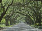Oak canopied South Boundary Street in Aiken, South Carolina.; Shutterstock ID 146874212; Project/Title: AARP; Downloader: Melanie Marin