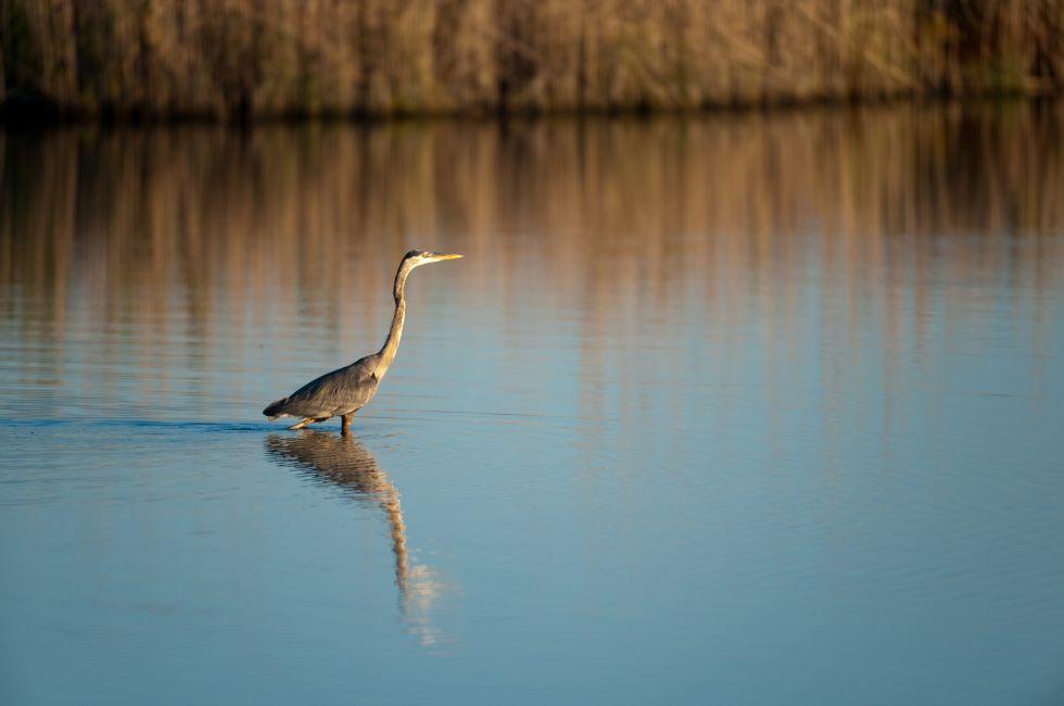 Giant blue heron walking through water at Blackwater Wildlife Refuge in Maryland.