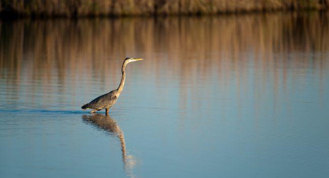 Giant blue heron walking through water at Blackwater Wildlife Refuge in Maryland.