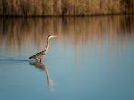 Giant blue heron walking through water at Blackwater Wildlife Refuge in Maryland.