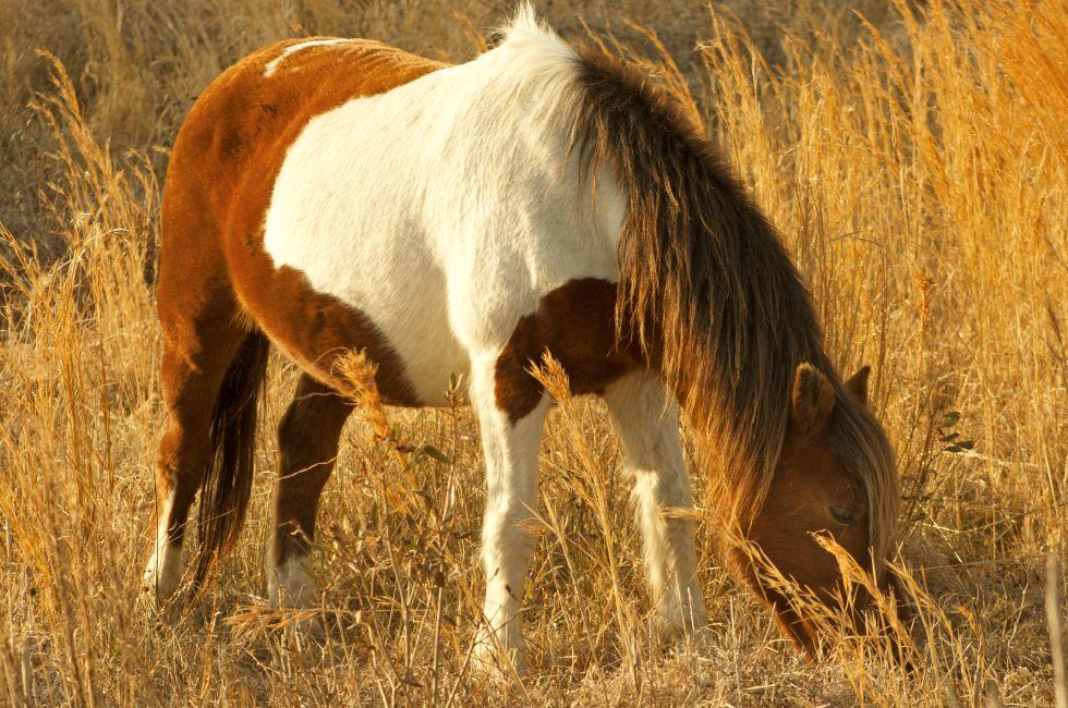 Wild pony (horse) full frame, and vegetation, mostly cordgrass (Spartina) of the sand dunes at Assateague State Park, Berlin, Maryland. 