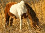 Wild pony (horse) full frame, and vegetation, mostly cordgrass (Spartina) of the sand dunes at Assateague State Park, Berlin, Maryland. 