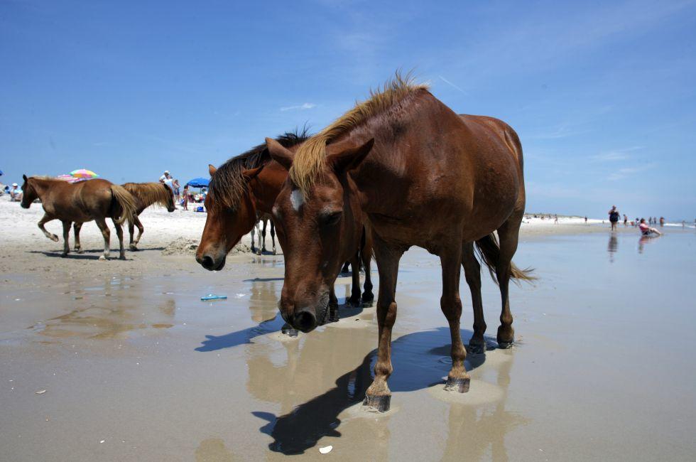 People watch the wild ponies of Assateague Island. Assateague Island is a 37-mile long barrier island located off the eastern coast of Maryland and Virginia, and is home to more than 100 wild equines