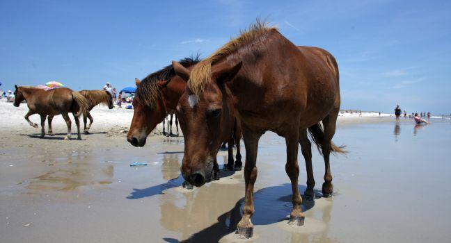 People watch the wild ponies of Assateague Island. Assateague Island is a 37-mile long barrier island located off the eastern coast of Maryland and Virginia, and is home to more than 100 wild equines