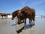 People watch the wild ponies of Assateague Island. Assateague Island is a 37-mile long barrier island located off the eastern coast of Maryland and Virginia, and is home to more than 100 wild equines