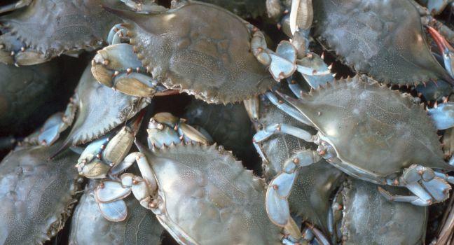 Bushel of Blue Crabs, Crisfield, Maryland