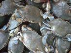 Bushel of Blue Crabs, Crisfield, Maryland