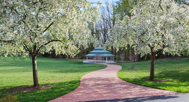 Northern Virginia regional park in spring with crab apple trees in bloom.